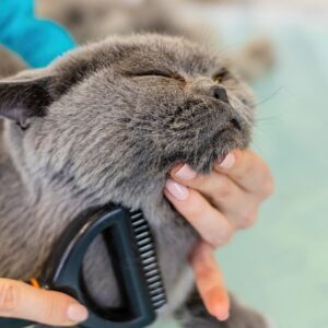 Grooming