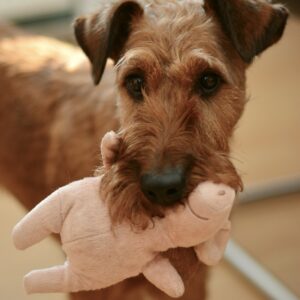 Dog Toys