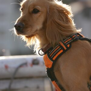 Harnesses