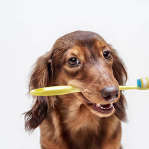 Dental care