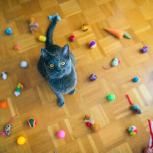 Cat Toys