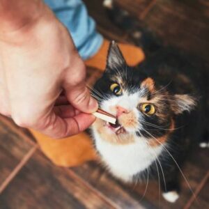 Cat Treats