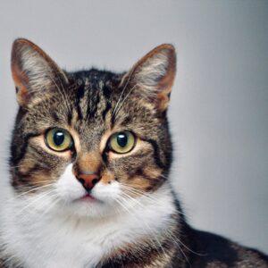 Cat Supplies
