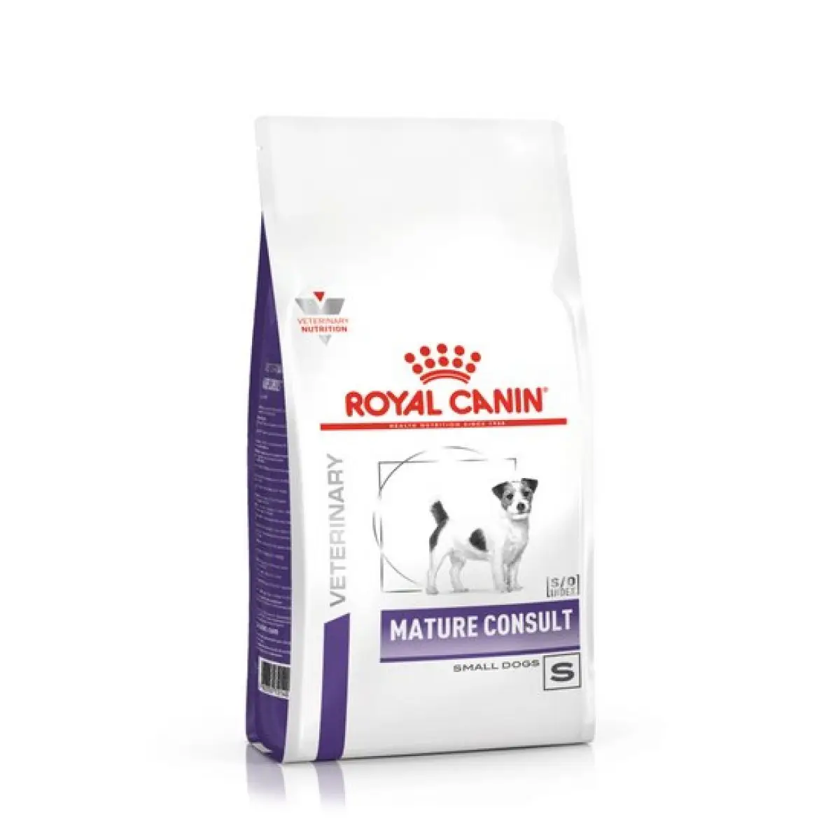 RC-MATURE-SMALL-DOG.webp