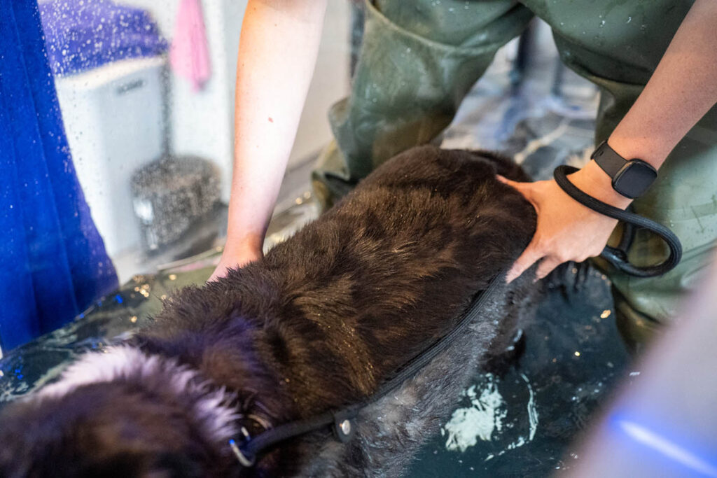 Oakhill Veterinary Group (Web) 013