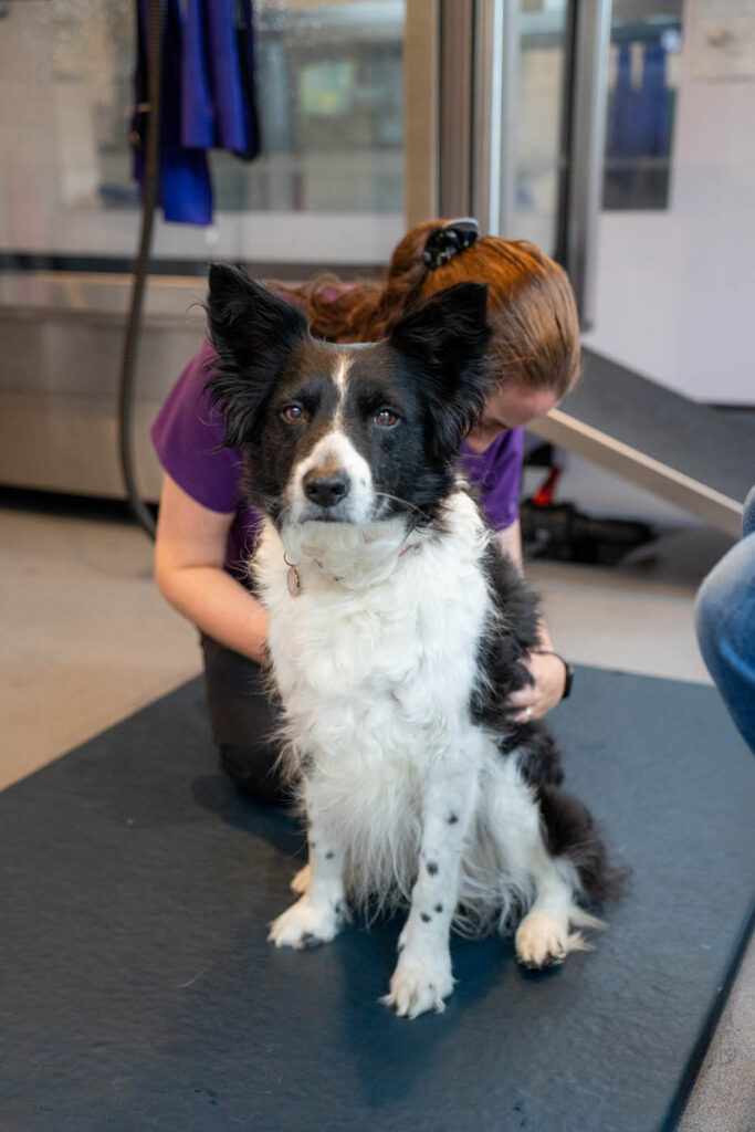 Oakhill Veterinary Group (Web) 026