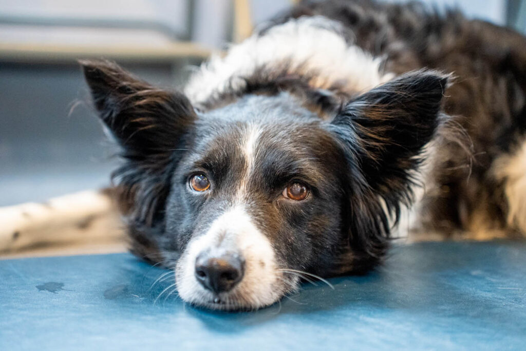 Oakhill Veterinary Group (Web) 037